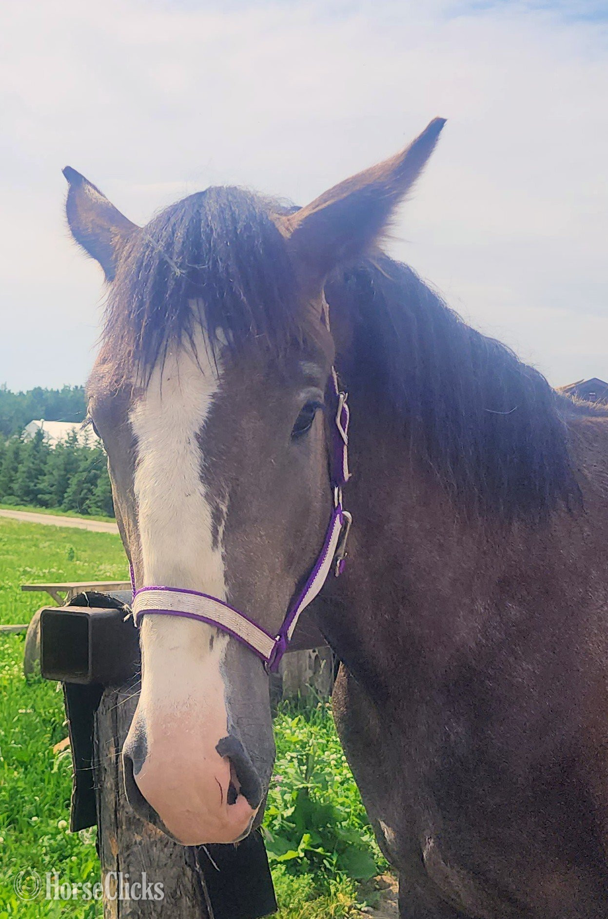 "none" Brown Colt Percheron