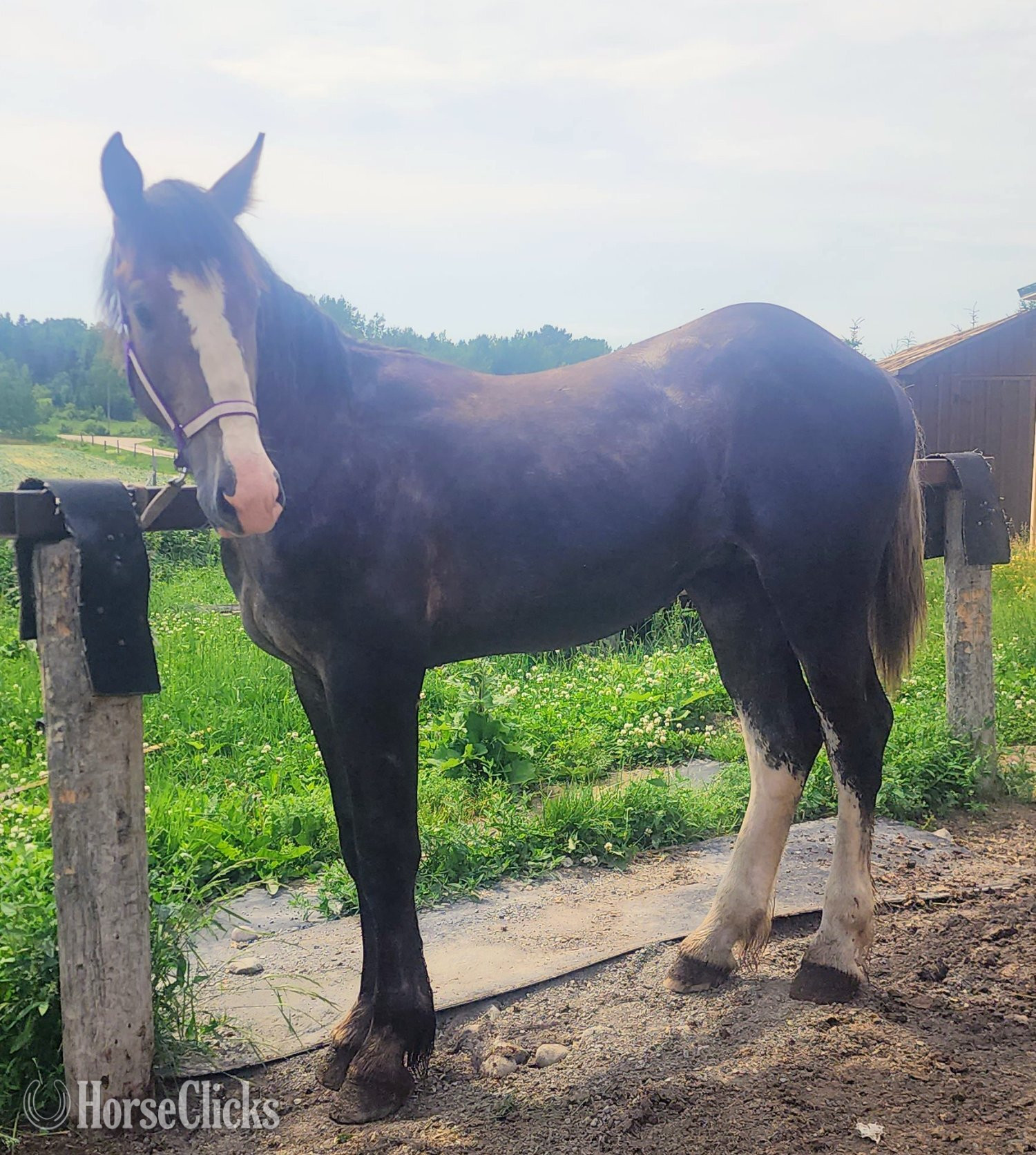 "none" Brown Colt Percheron - Percheron in Ontario