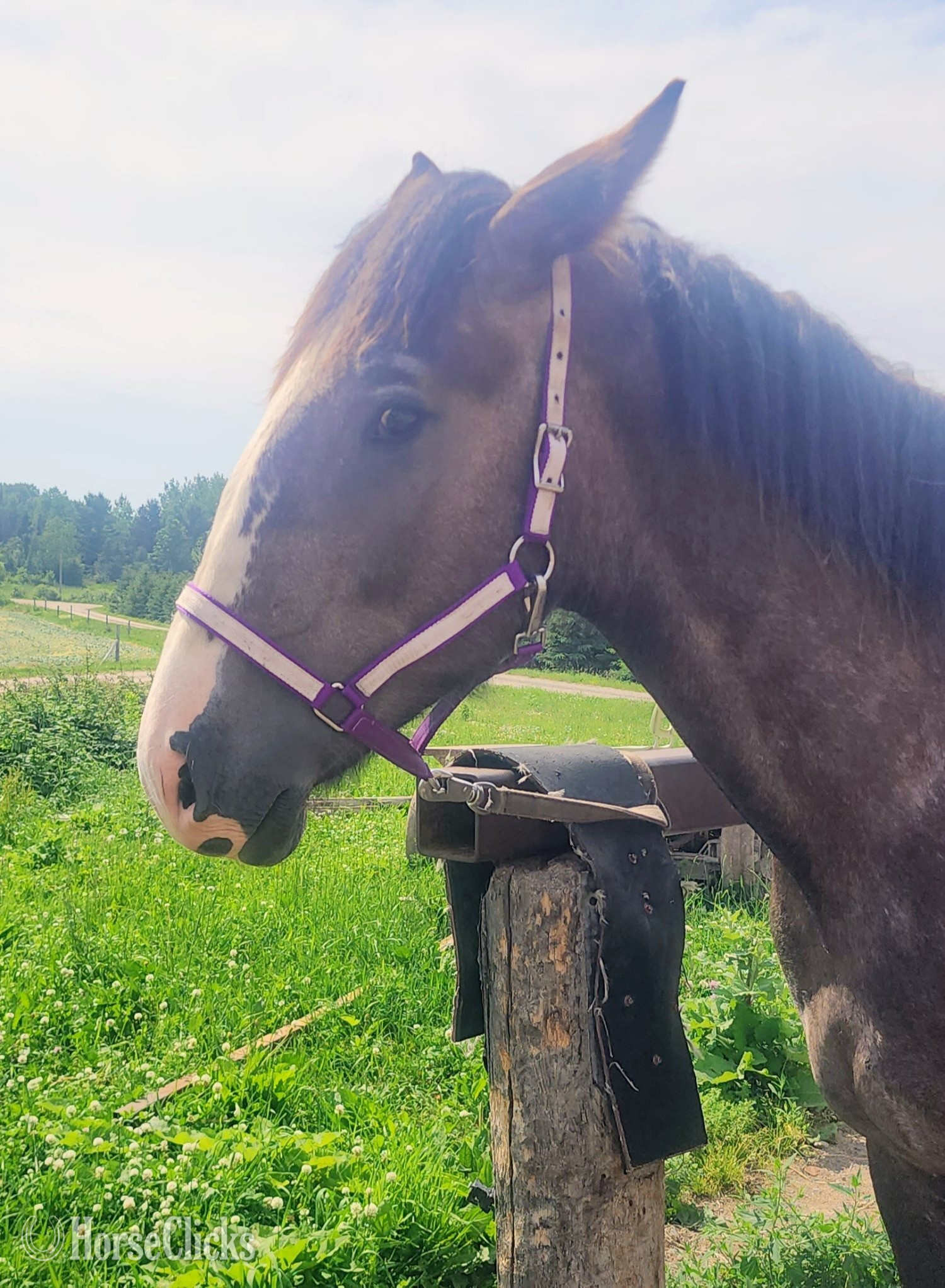 "none" Brown Colt Percheron - Percheron