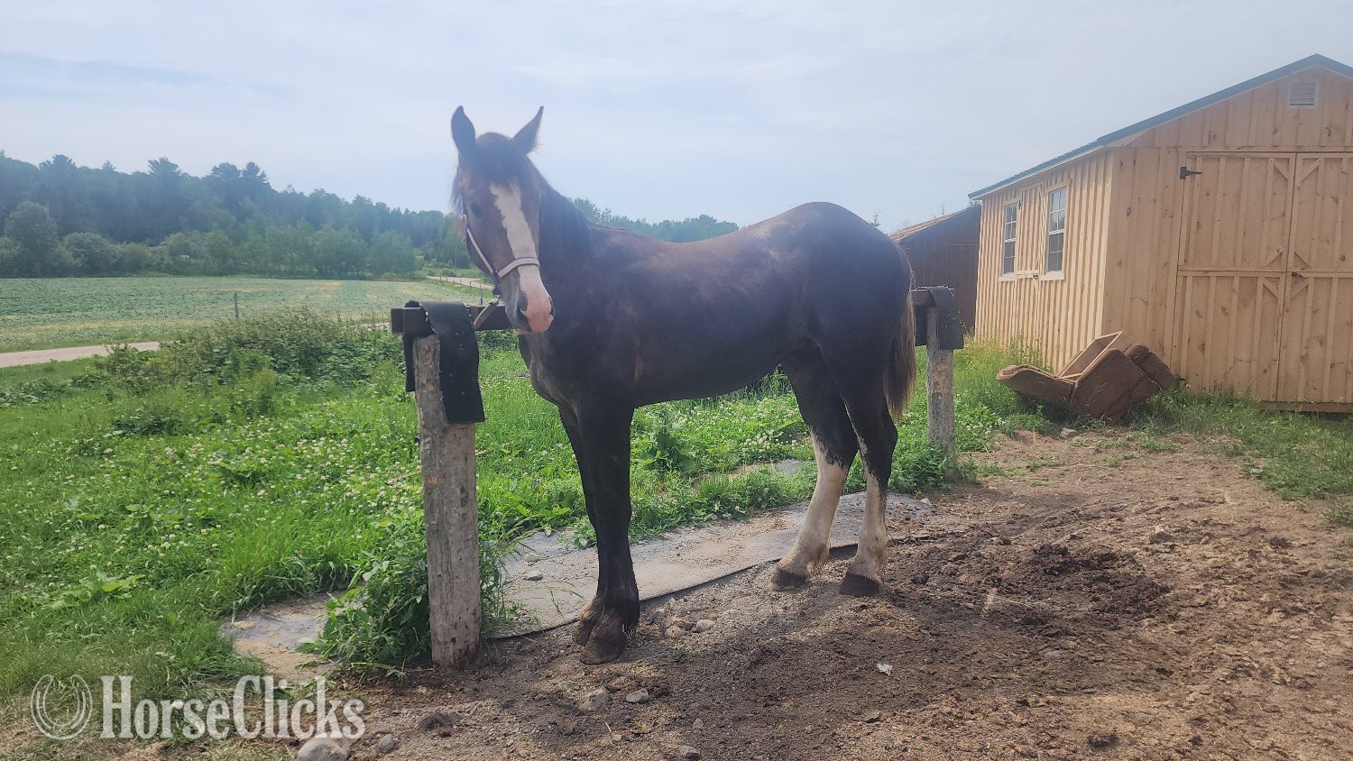 "none" Brown Colt Percheron Ontario