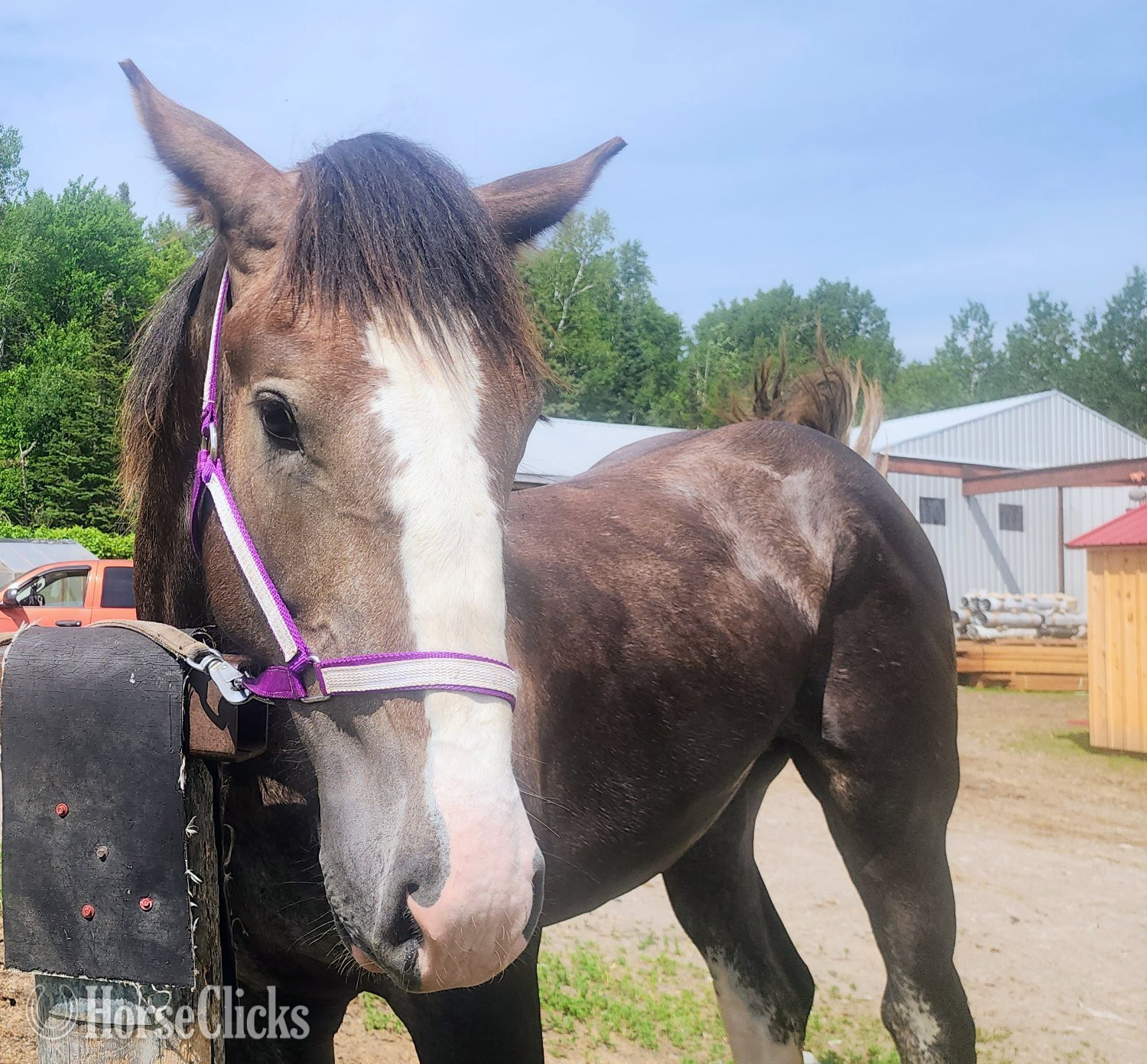 Percheron - "none" Brown Colt Percheron in Ontario