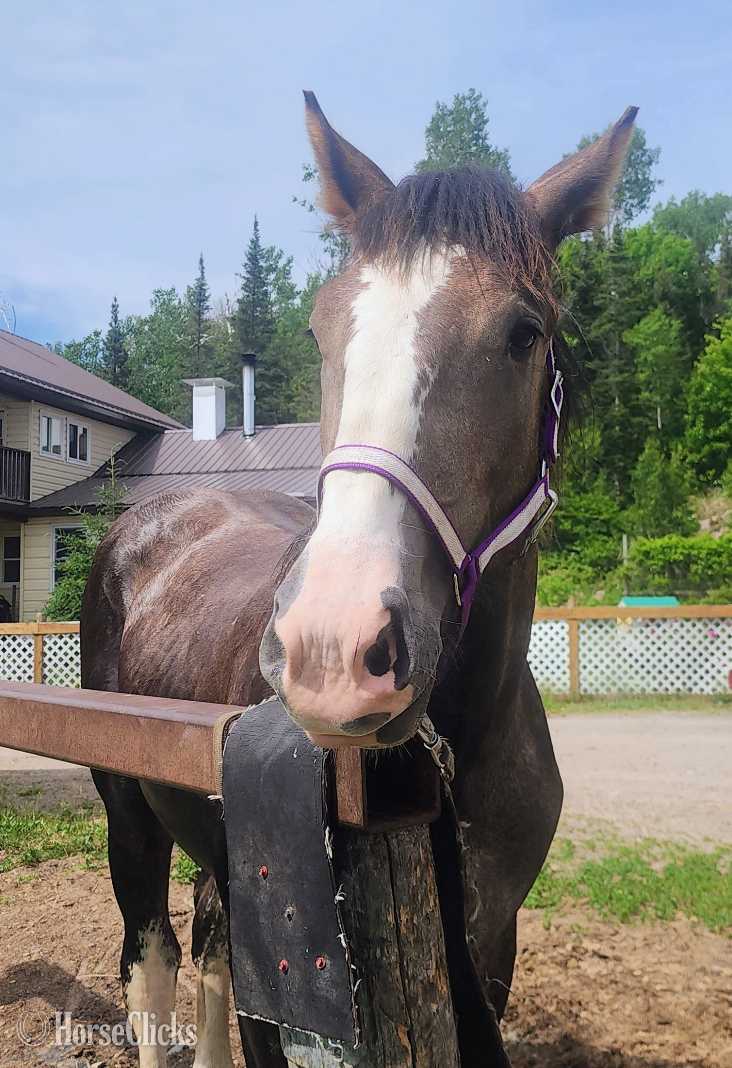 Percheron - "none" Brown Colt Percheron