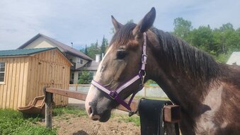 "none" Brown Colt Percheron
