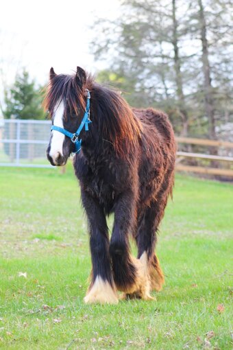 "Howie" Black Colt Gypsy Vanner