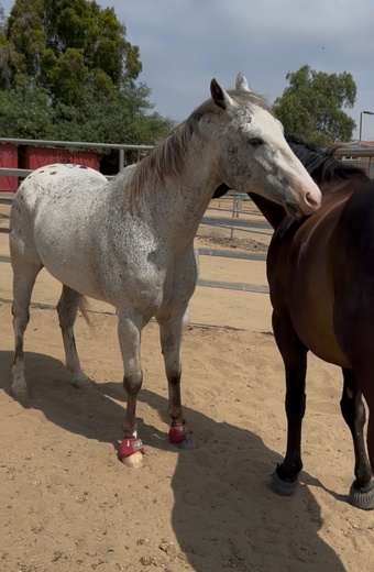 "XTREME MACHINE" Brown Gelding Appaloosa