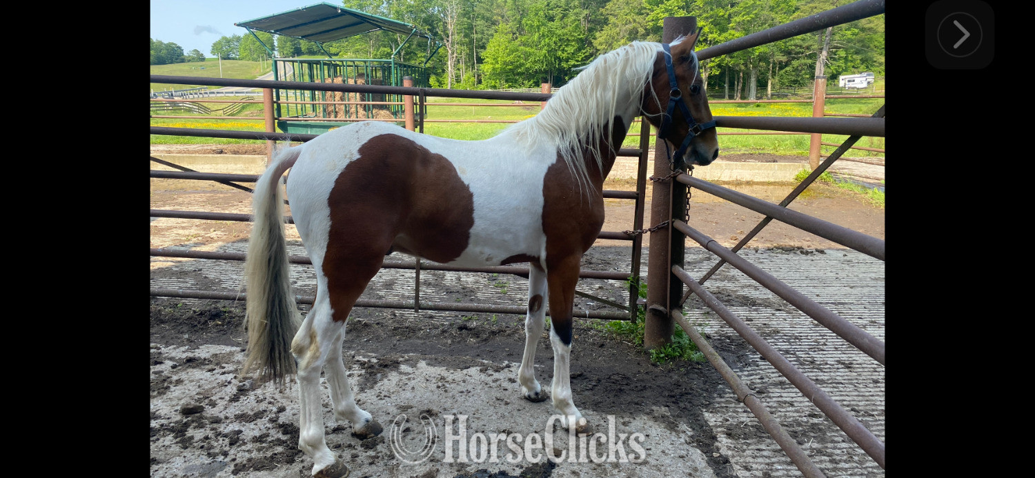 "Legacy" Pinto Gelding Other Breed in Pennsylvania
