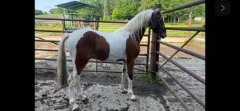 "Legacy" Pinto Gelding Other Breed