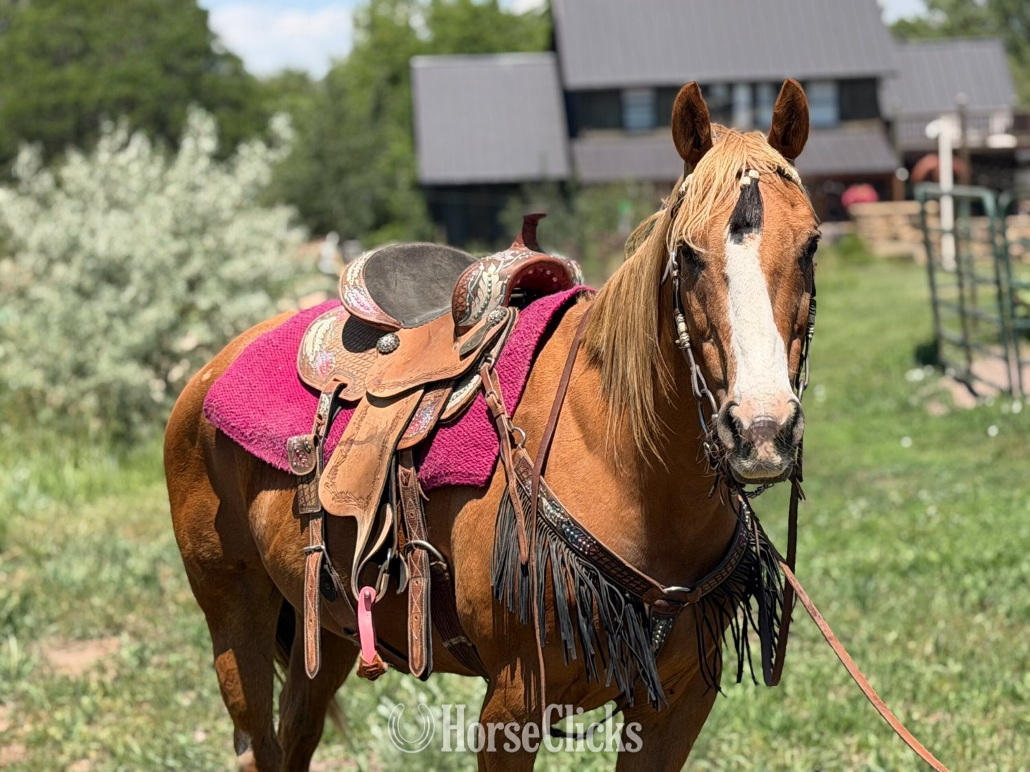 "Princess" Palomino Mare Quarter Horse