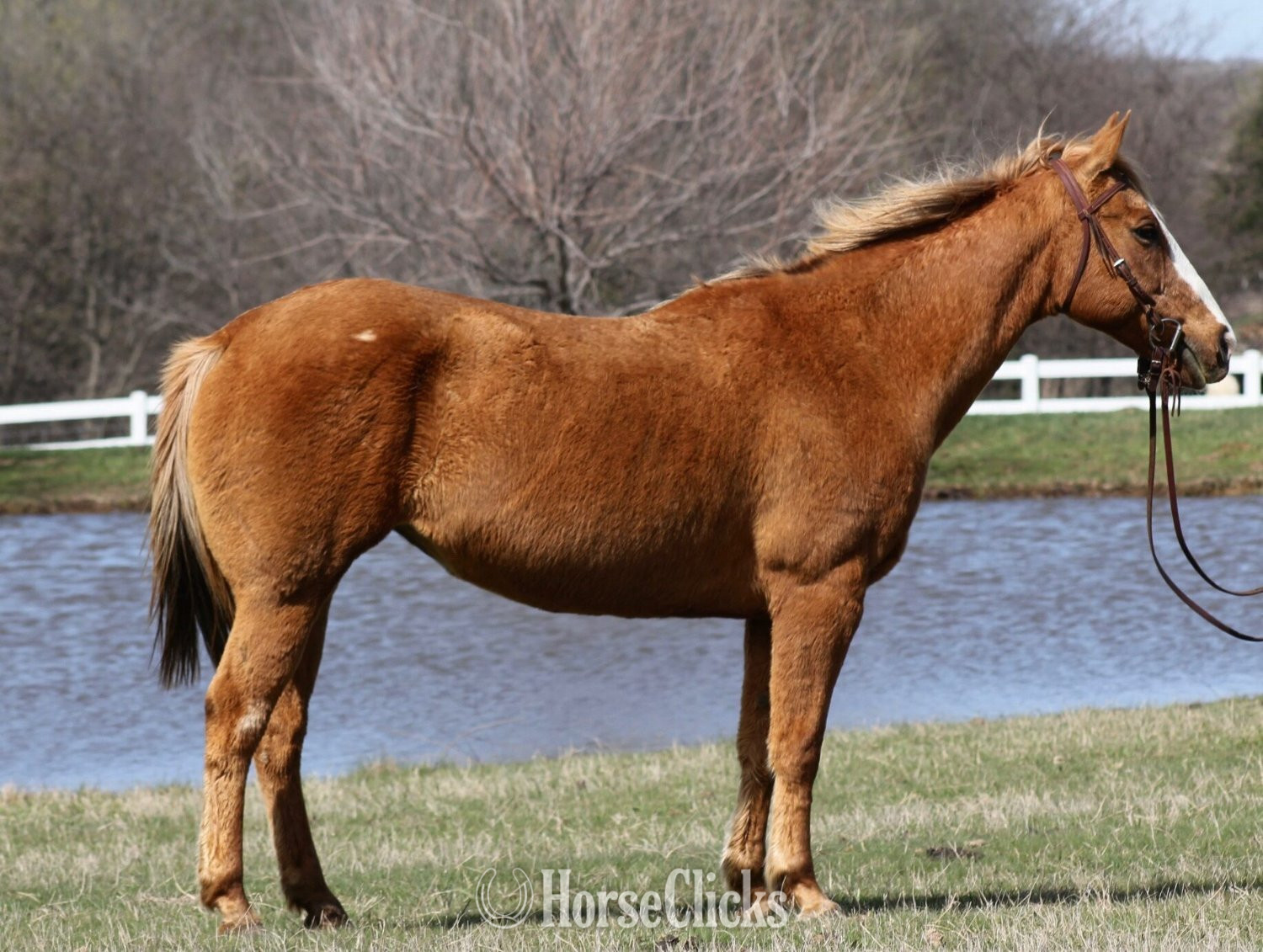 Colorado "Princess" Palomino Mare Quarter Horse