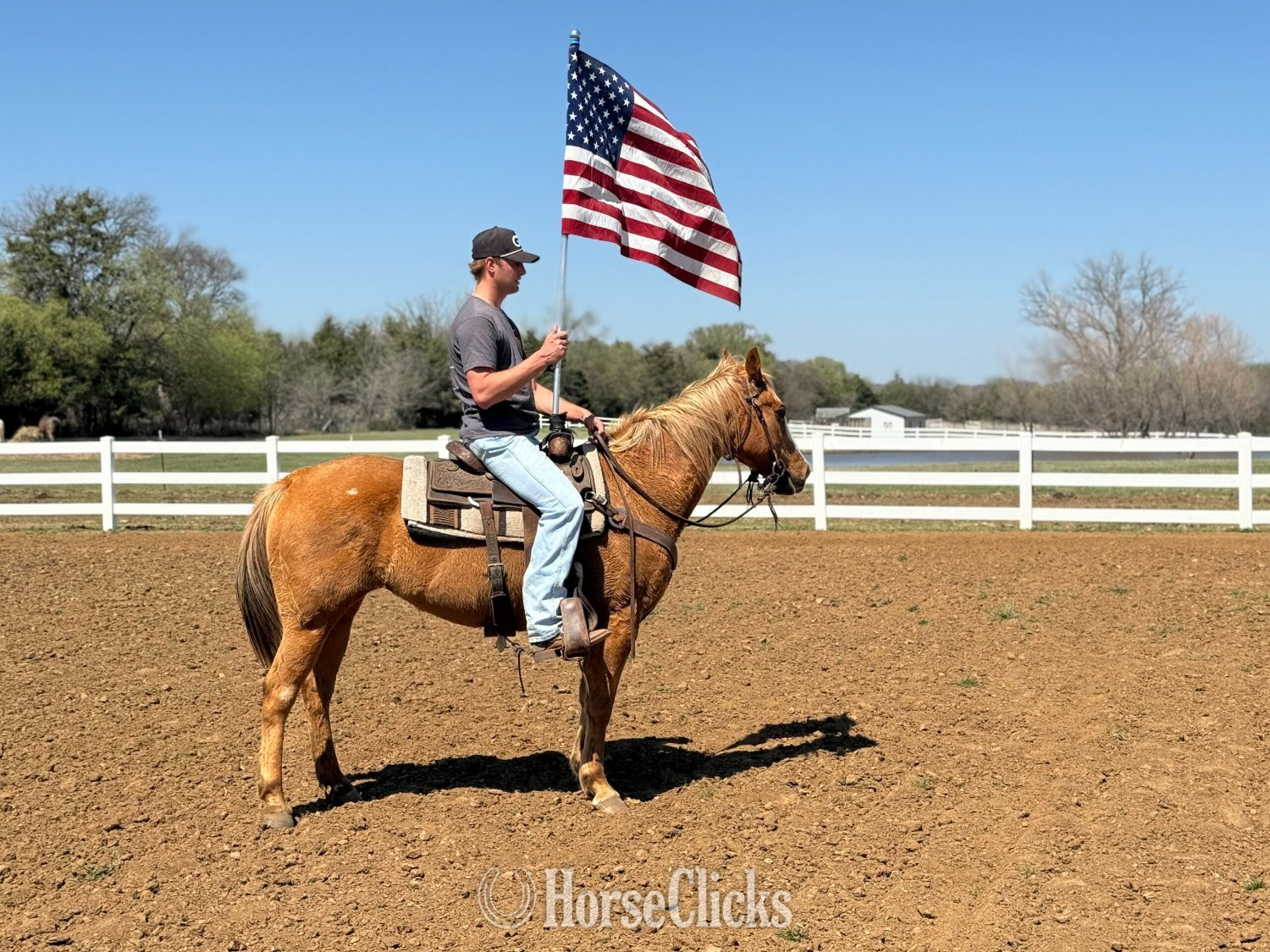 "Princess" Palomino Mare Quarter Horse - Quarter Horse in Colorado
