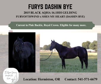 "FURYS DASHIN BYE" Black Gelding Quarter Horse