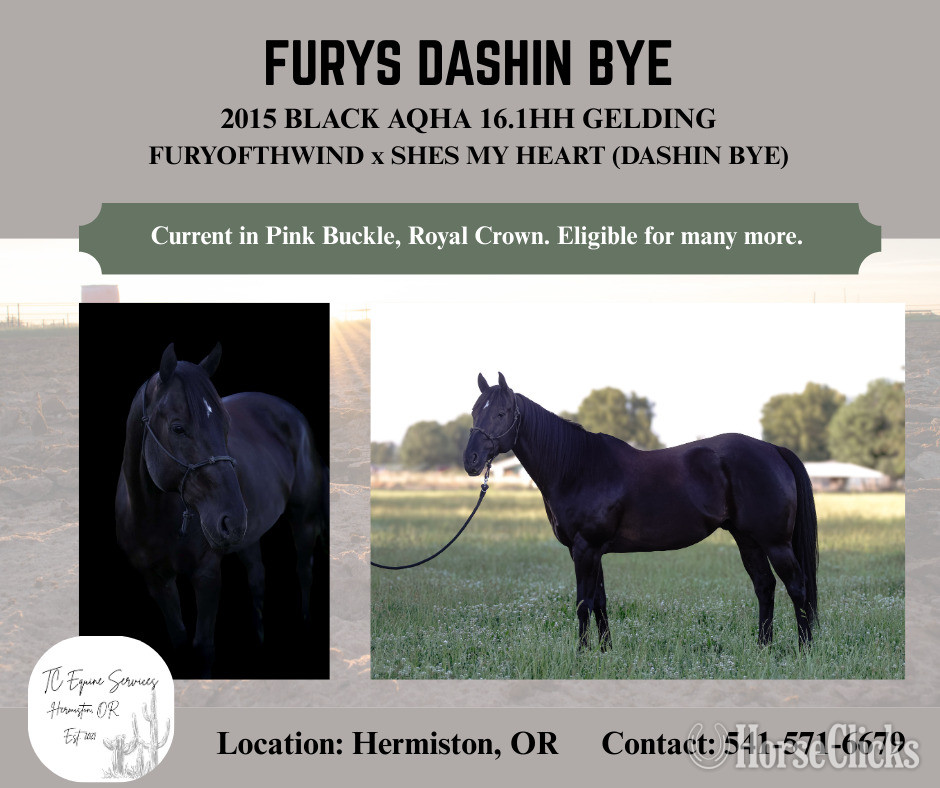 "FURYS DASHIN BYE" Black Gelding Quarter Horse in Oregon