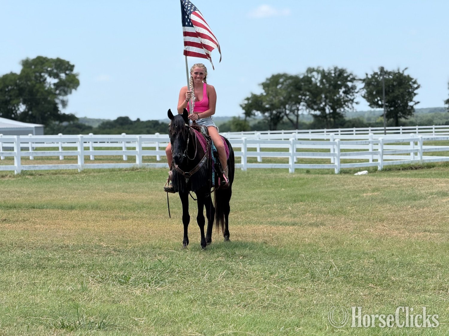 "Beauty" Black Gelding Tennessee Walker in Florida