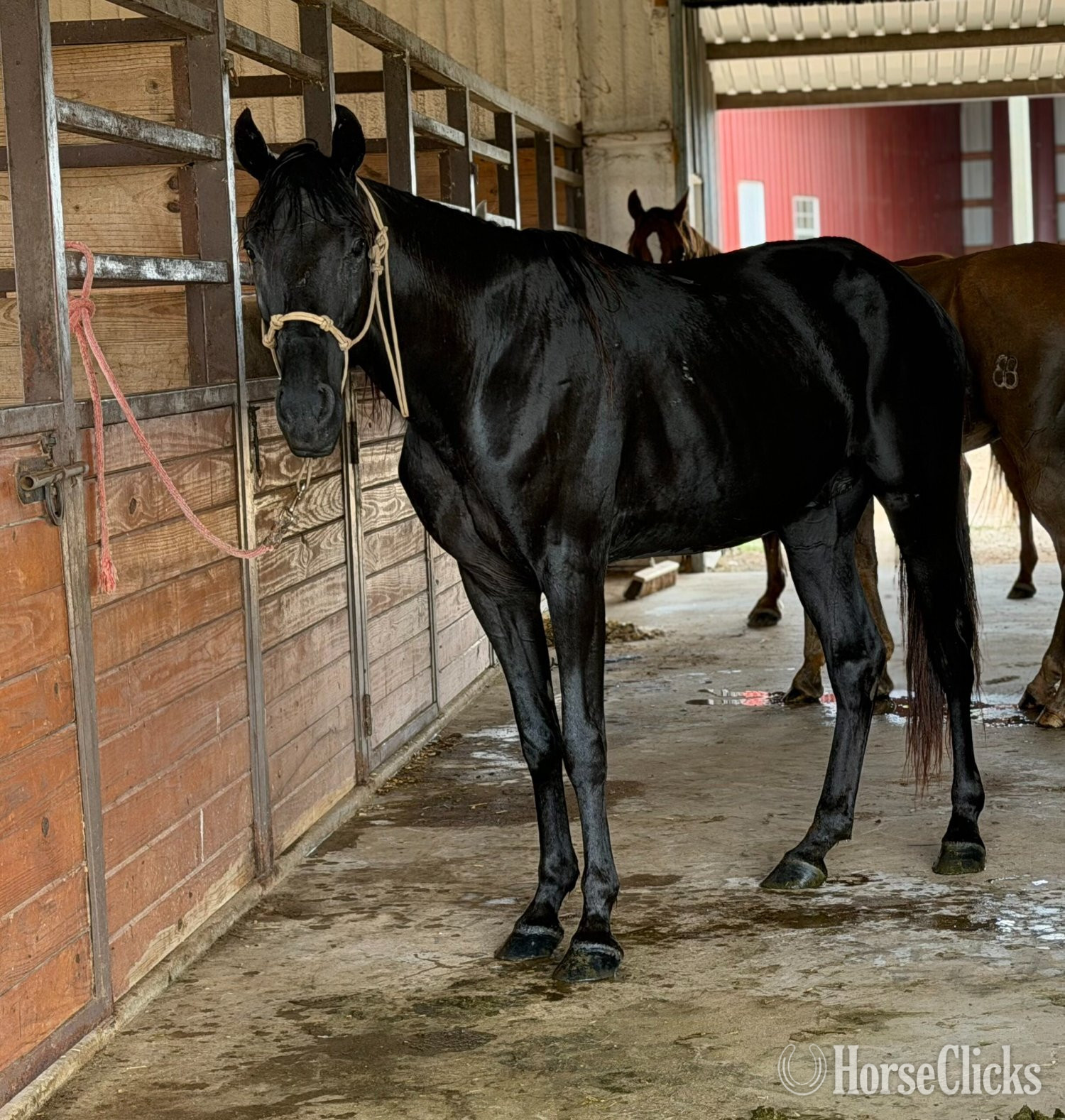 "Beauty" Black Gelding Tennessee Walker