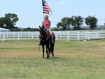 "Beauty" Black Gelding Tennessee Walker