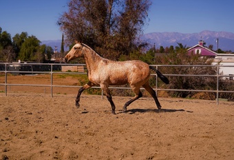 "Mesera" Buckskin Filly Andalusian