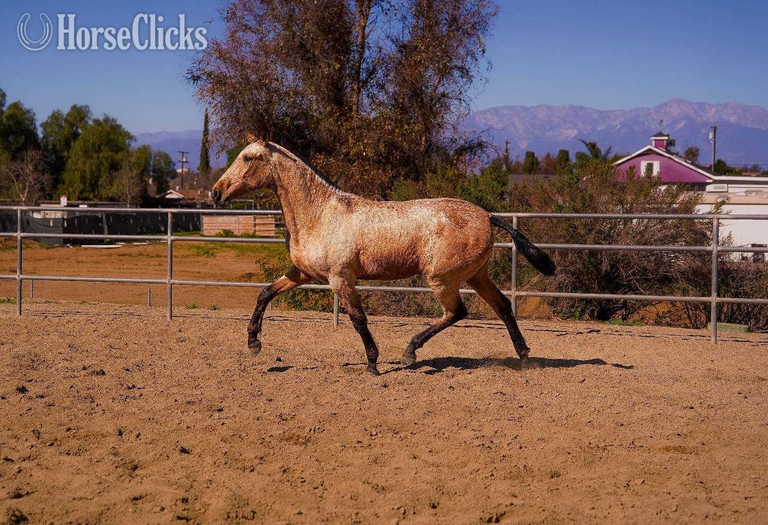 "Mesera" Buckskin Filly Andalusian in California