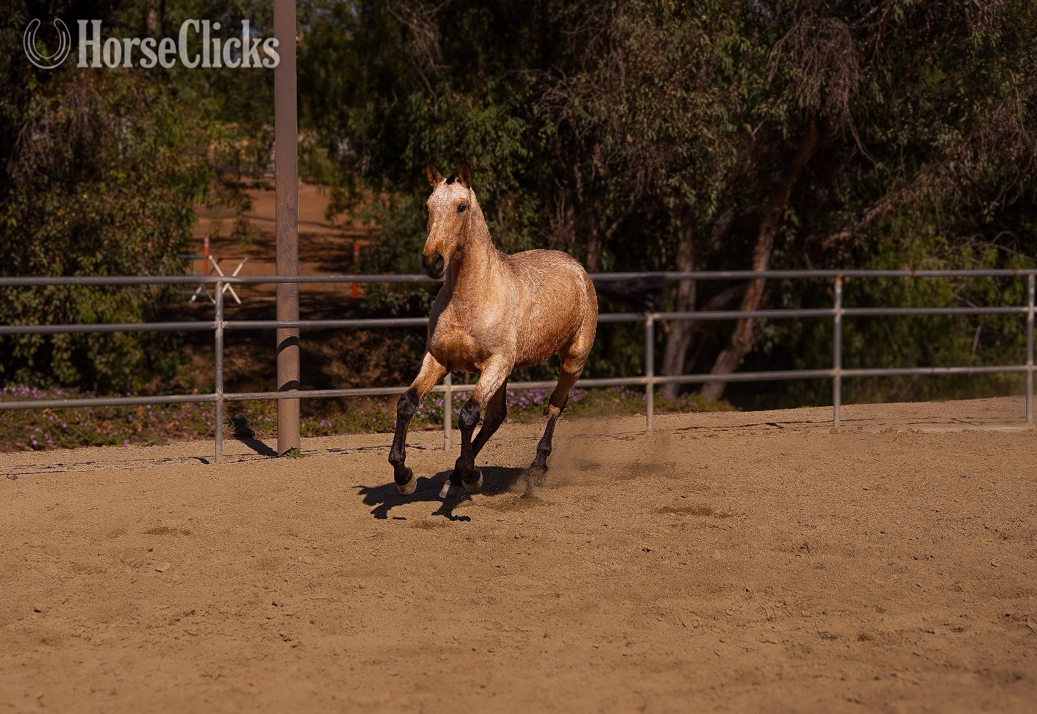 "Mesera" Buckskin Filly Andalusian