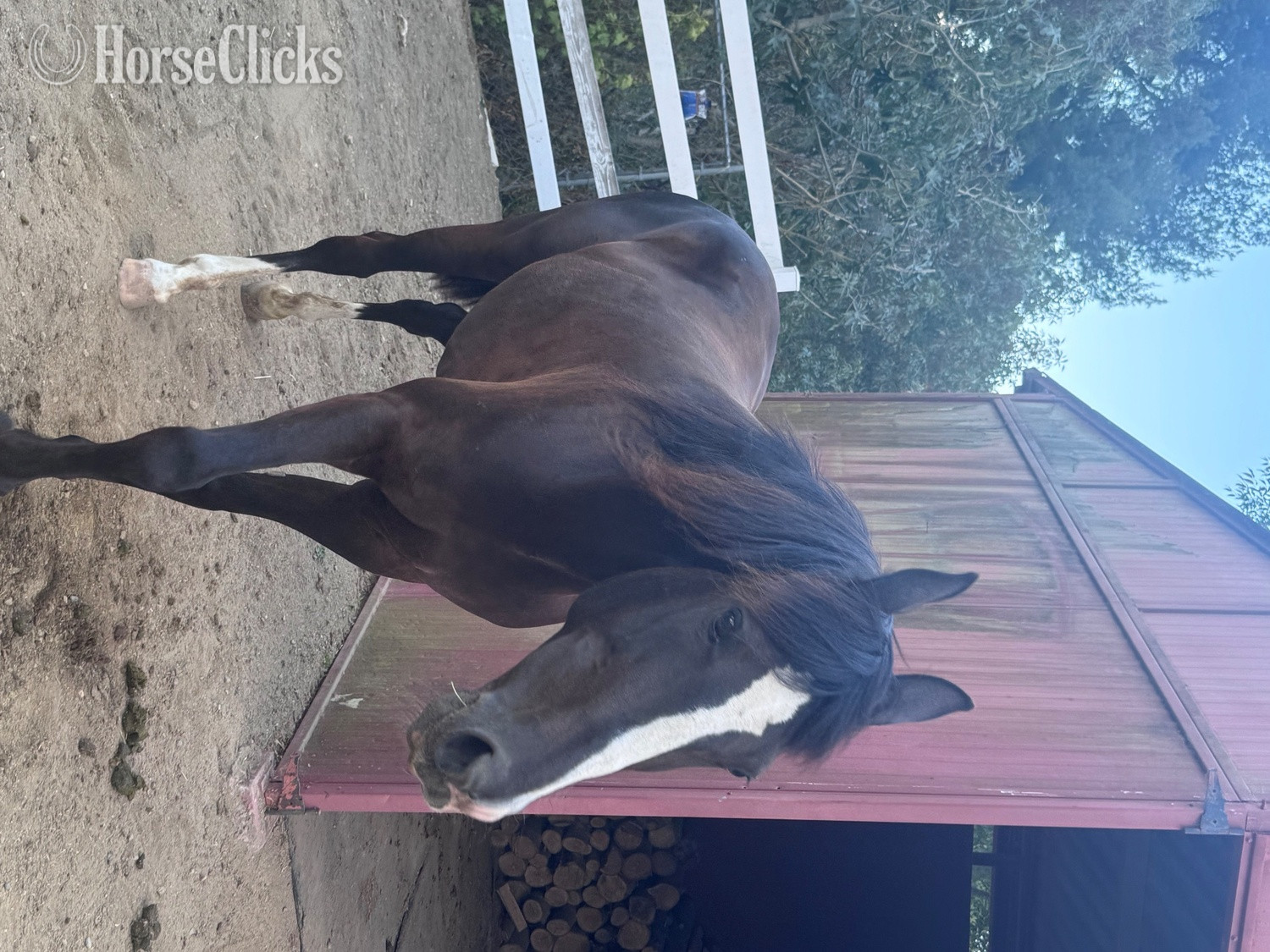 "Lev" Black Mare Quarter Horse in California