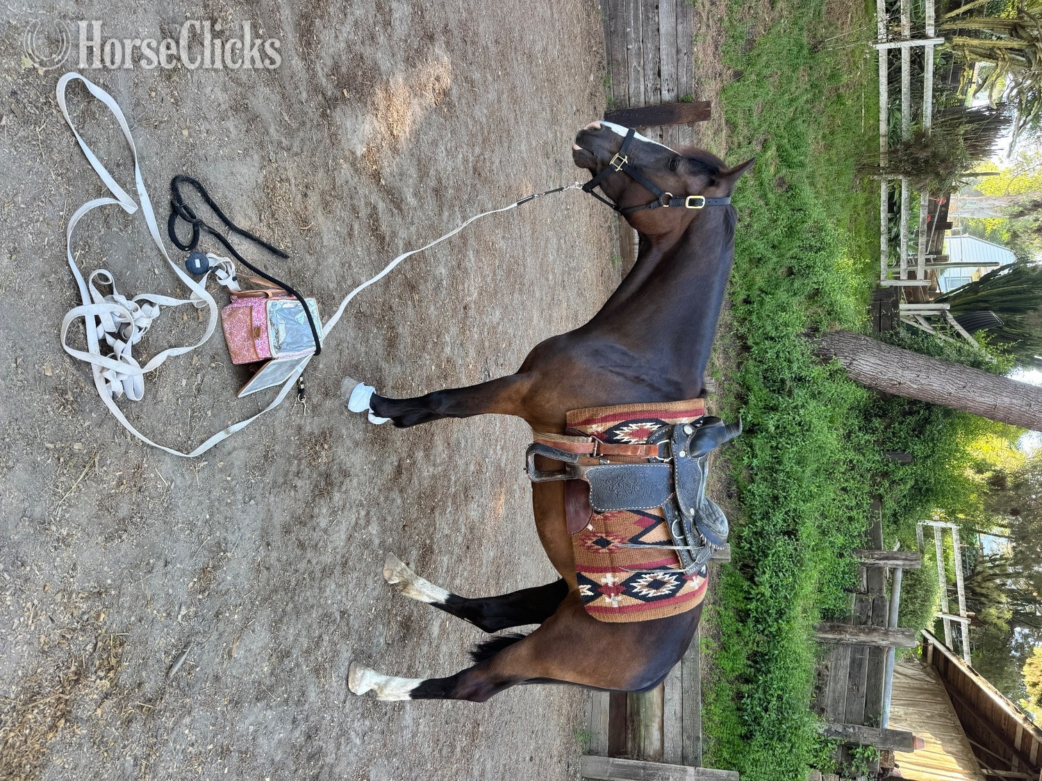California "Lev" Black Mare Quarter Horse