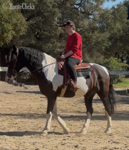 "Rembrandt" Tabiano Gelding Draft in California