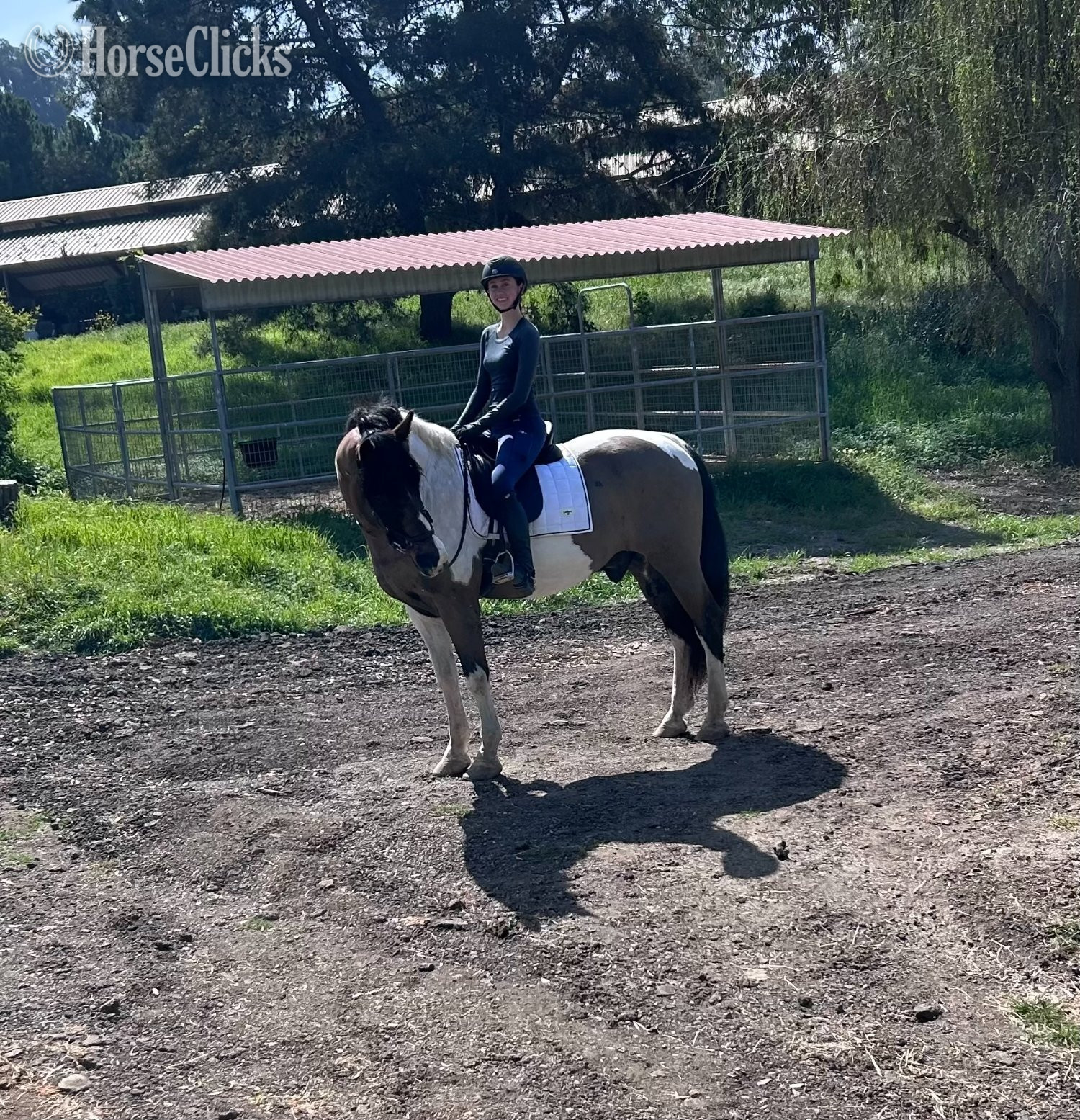 "Rembrandt" Tabiano Gelding Draft