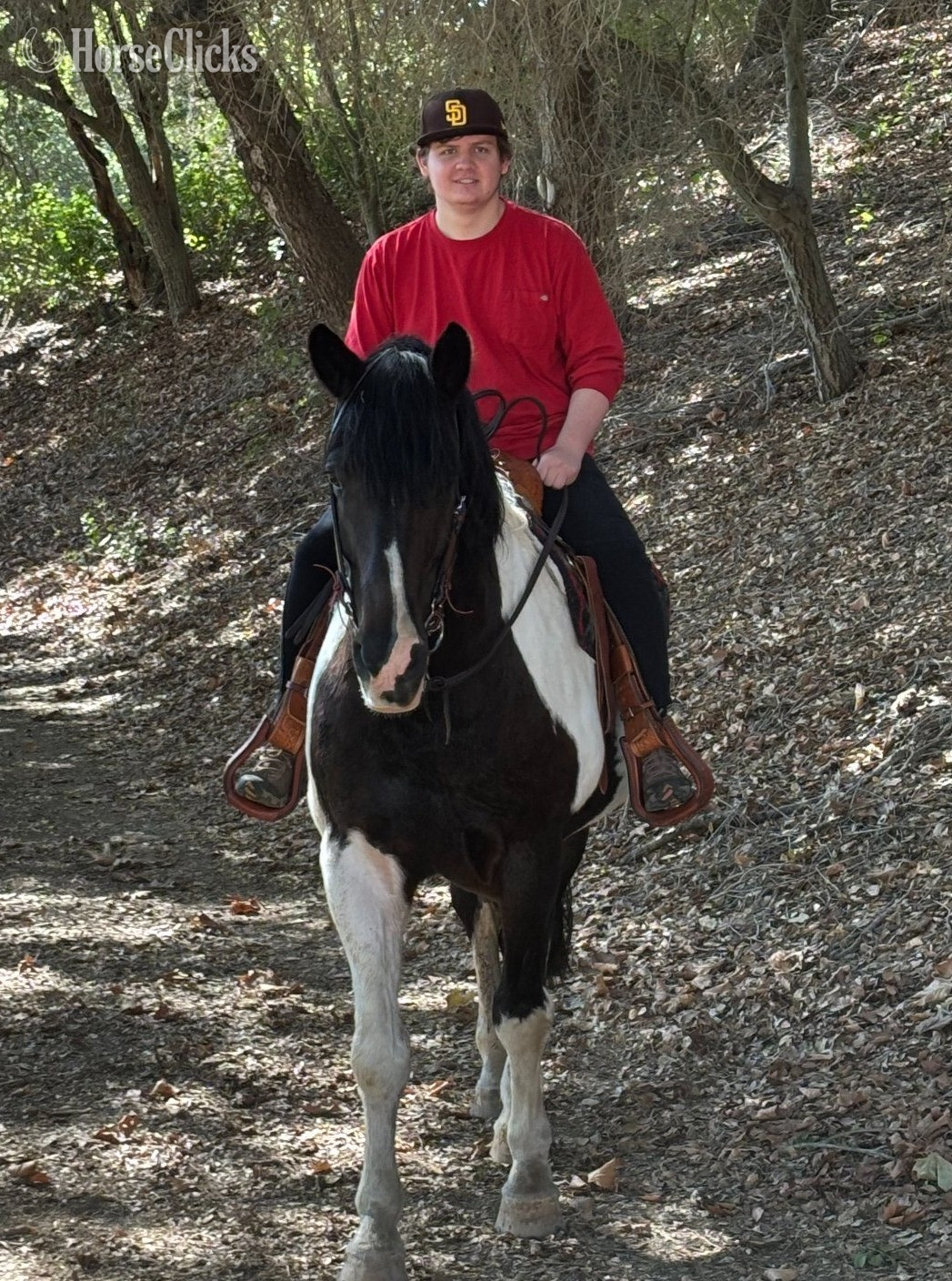 California "Rembrandt" Tabiano Gelding Draft
