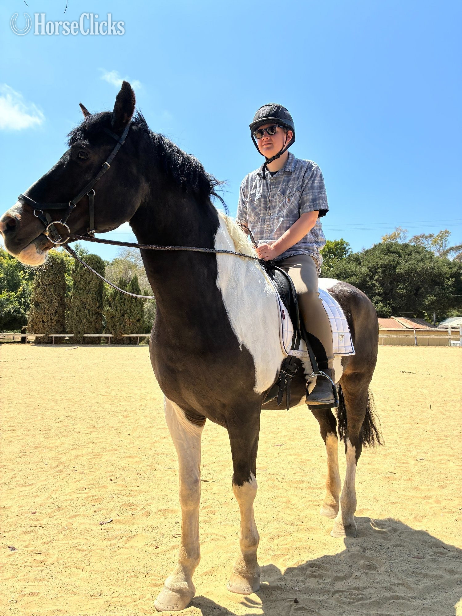 "Rembrandt" Tabiano Gelding Draft - Draft in California