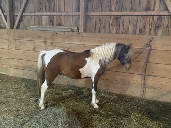 "Legacy " Pinto Gelding Hackney