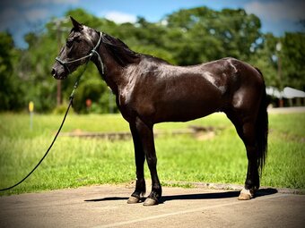 "June Bug" Black Mare Pony