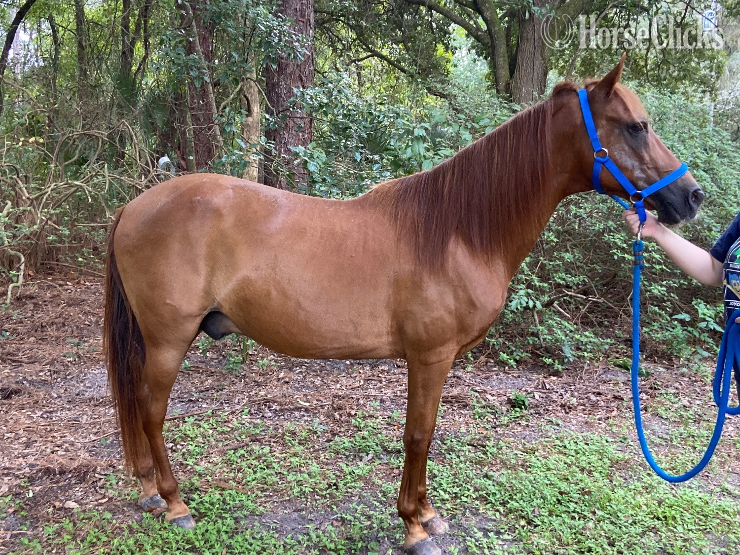 "Little Man " Bay Gelding Paso Fino in Florida