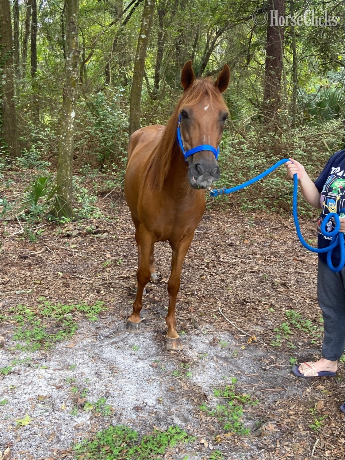 Florida "Little Man " Chestnut Gelding Paso Fino