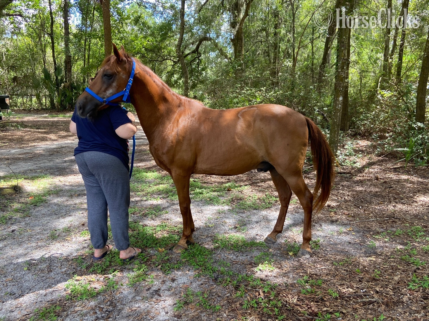 "Little Man " Bay Gelding Paso Fino - Paso Fino in Florida