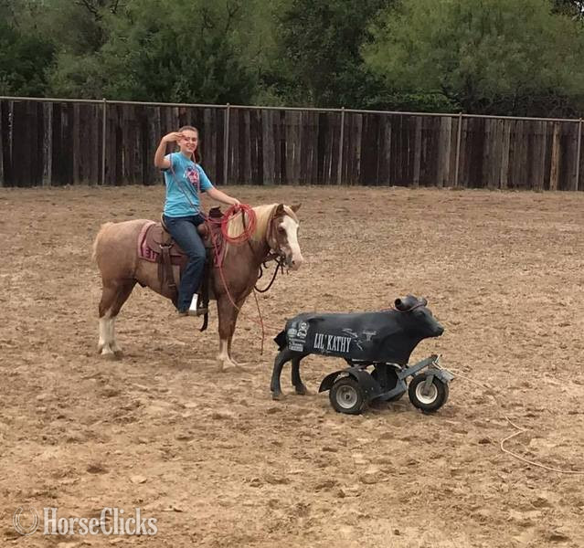 "Paddington " Red Roan Gelding Pony in Texas