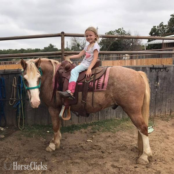 "Paddington " Red Roan Gelding Pony