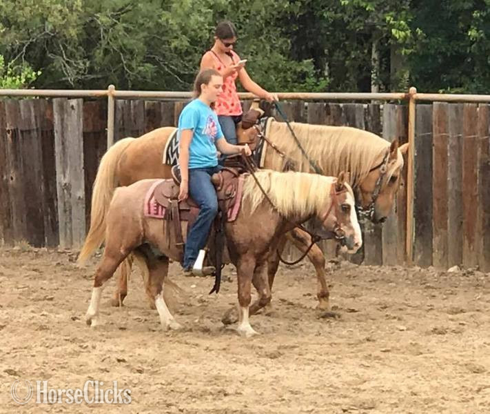 Texas "Paddington " Red Roan Gelding Pony