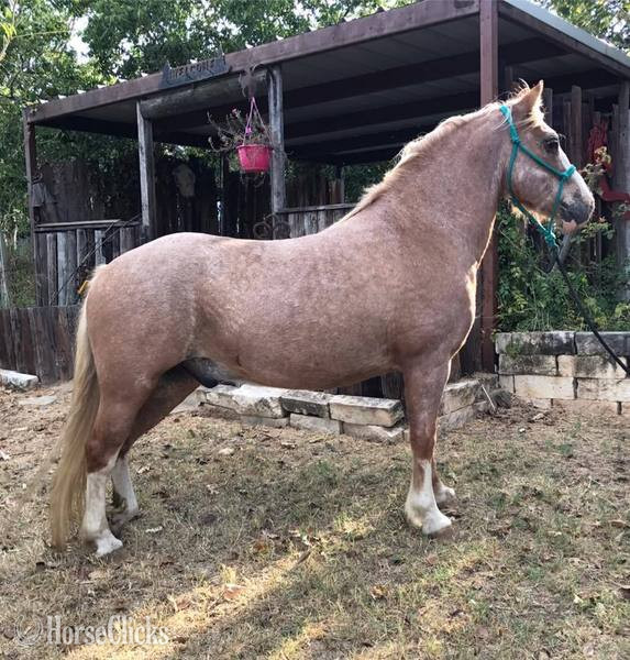 "Paddington " Red Roan Gelding Pony - Pony