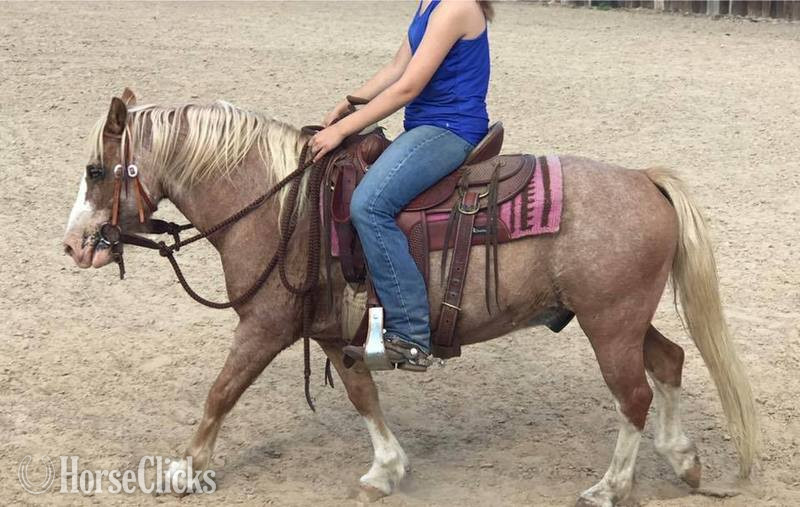 Pony - "Paddington " Red Roan Gelding Pony in Texas