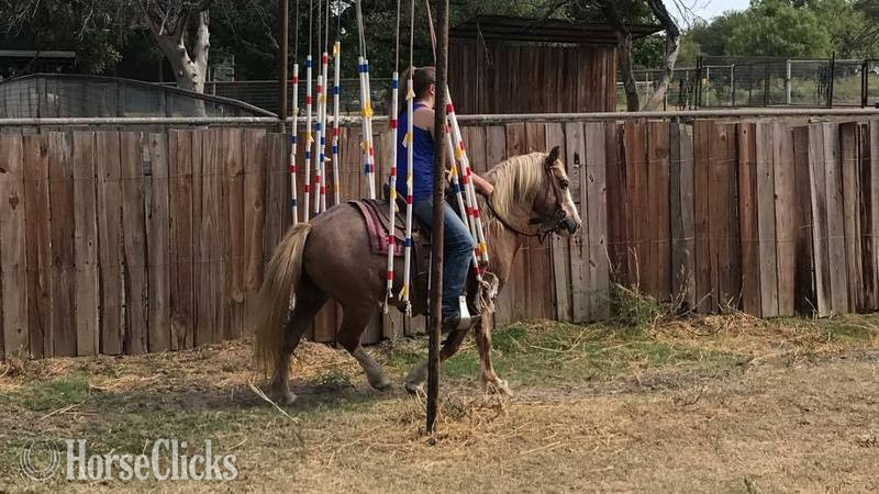 Pony - "Paddington " Red Roan Gelding Pony