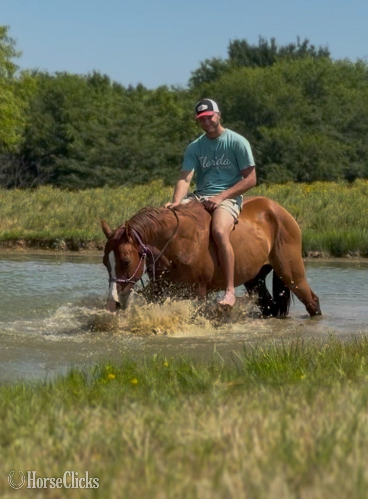 "Valiance" Sorrel Gelding Quarter Horse in Florida