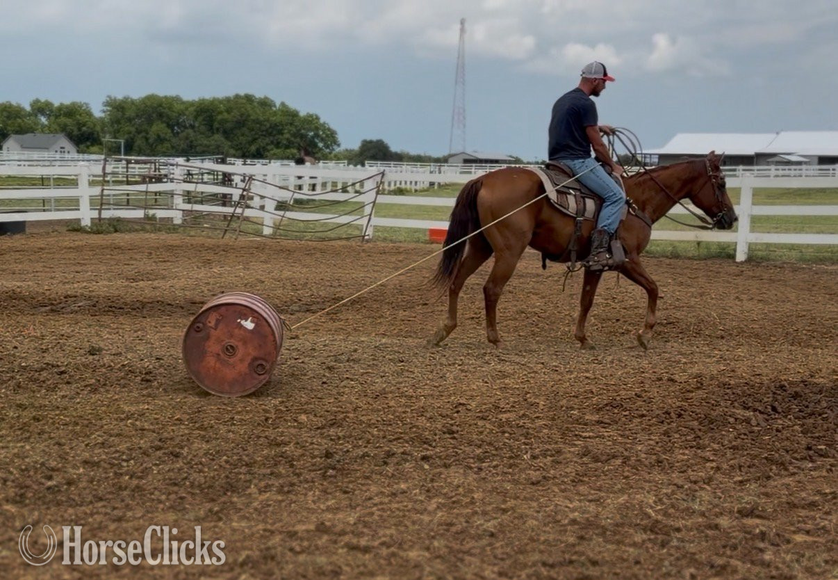 "Valiance" Sorrel Gelding Quarter Horse