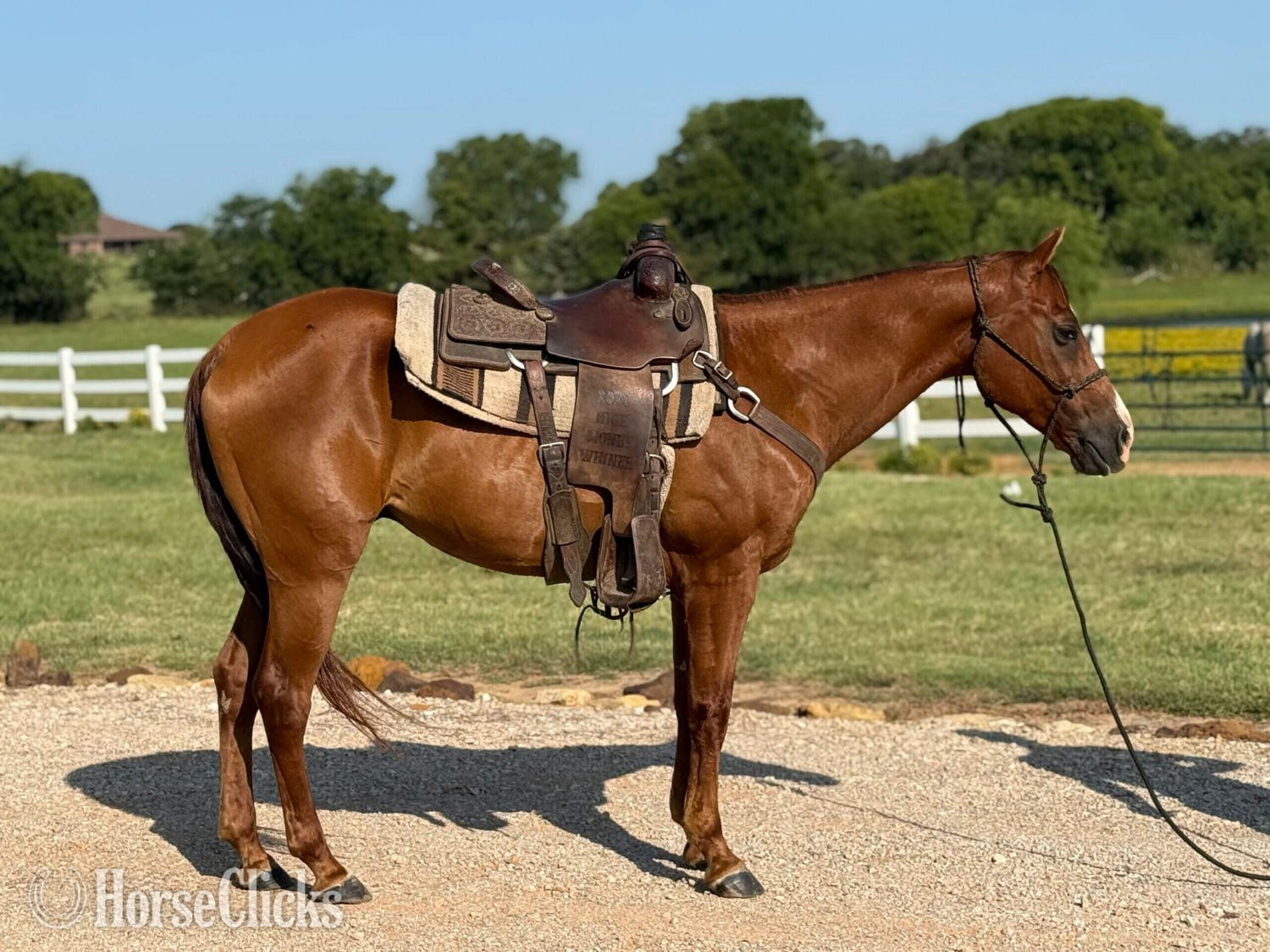 Florida "Valiance" Sorrel Gelding Quarter Horse