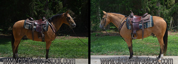 "Tate" Buckskin Gelding Quarter Horse