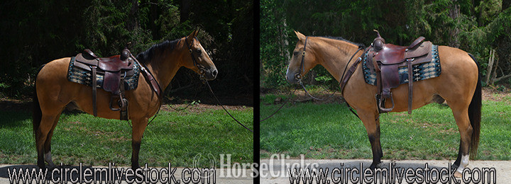 "Tate" Buckskin Gelding Quarter Horse in North Carolina