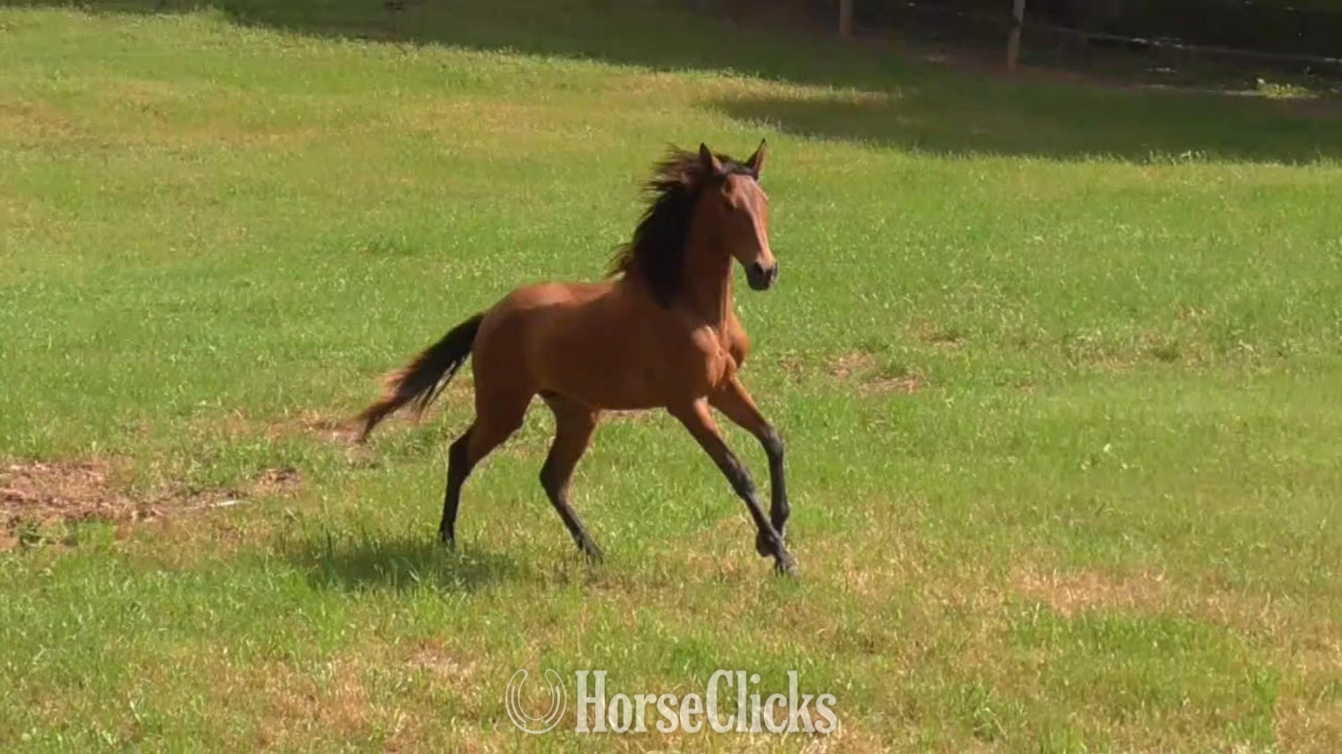 "Bonita" Bay Filly Lusitano in Georgia