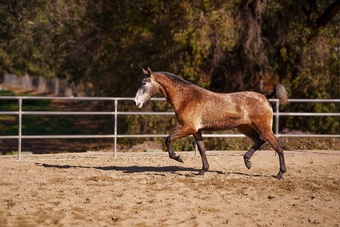 "Amapola CAS" Grey Filly Andalusian