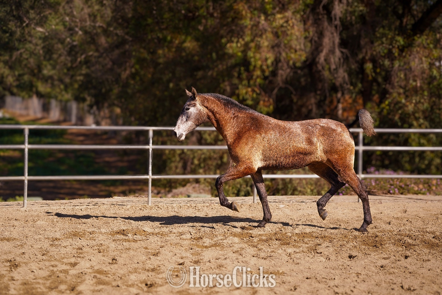 "Amapola CAS" Grey Filly Andalusian in California