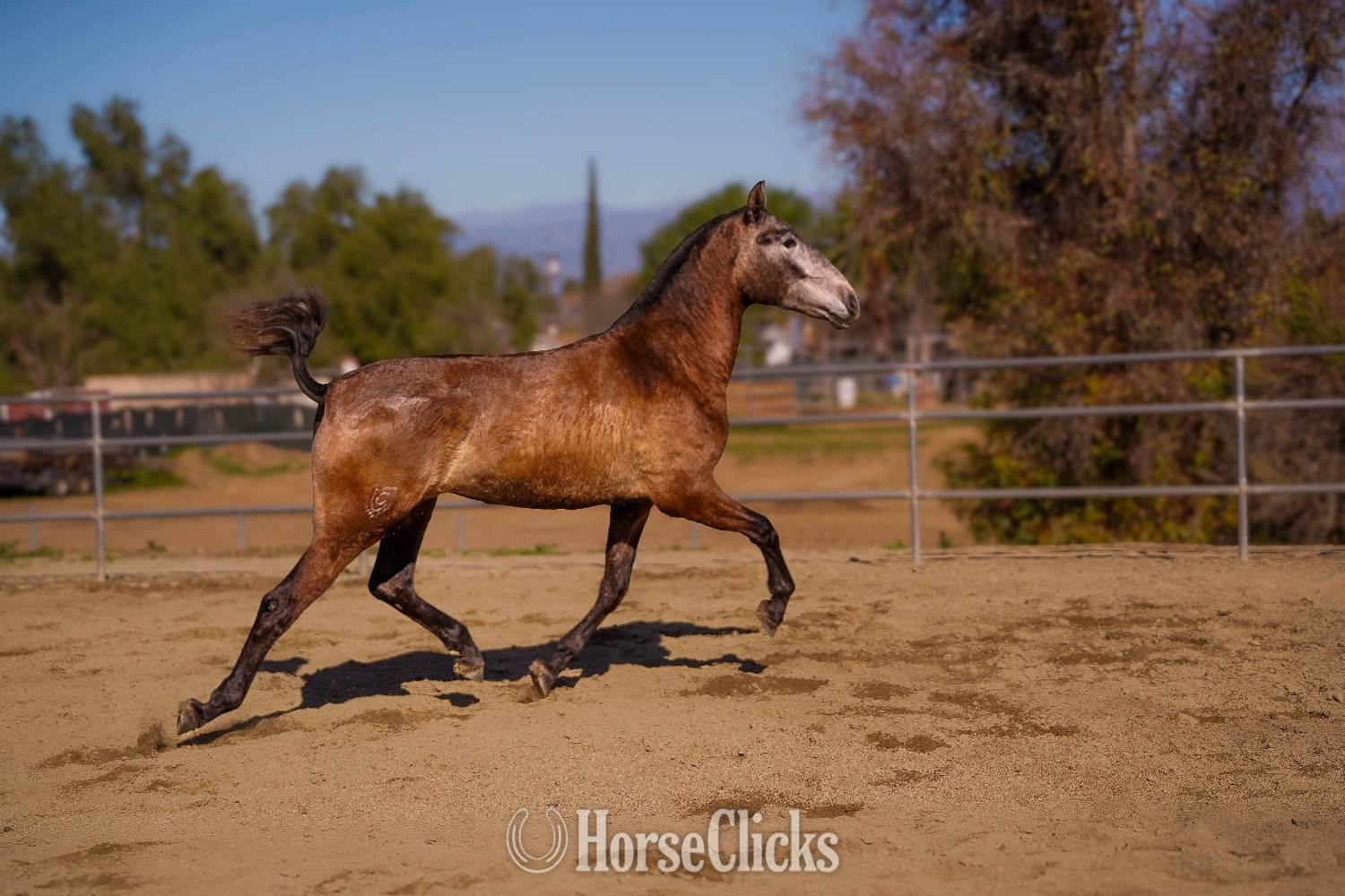 "Amapola CAS" Grey Filly Andalusian