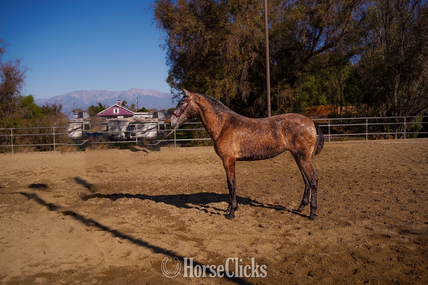 California "Amapola CAS" Grey Filly Andalusian