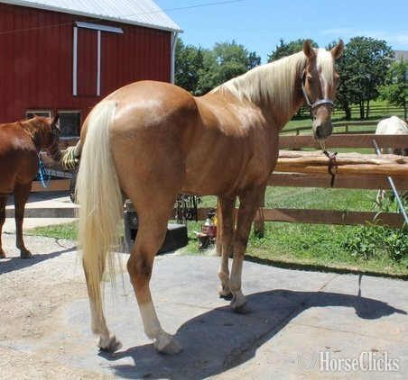 "Jay" Palomino Gelding Kentucky Mountain in Texas